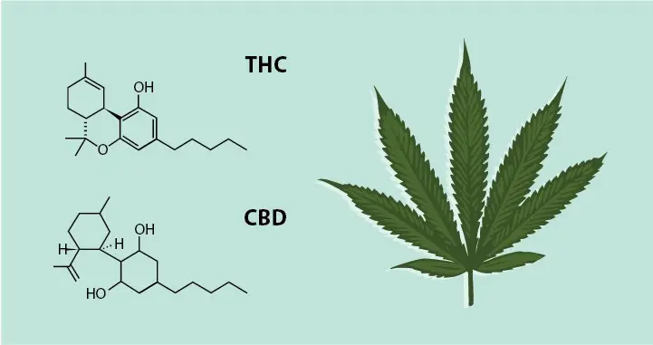THE EVOLUTION OF THE ENDOCANNABINOID SYSTEM PART 1