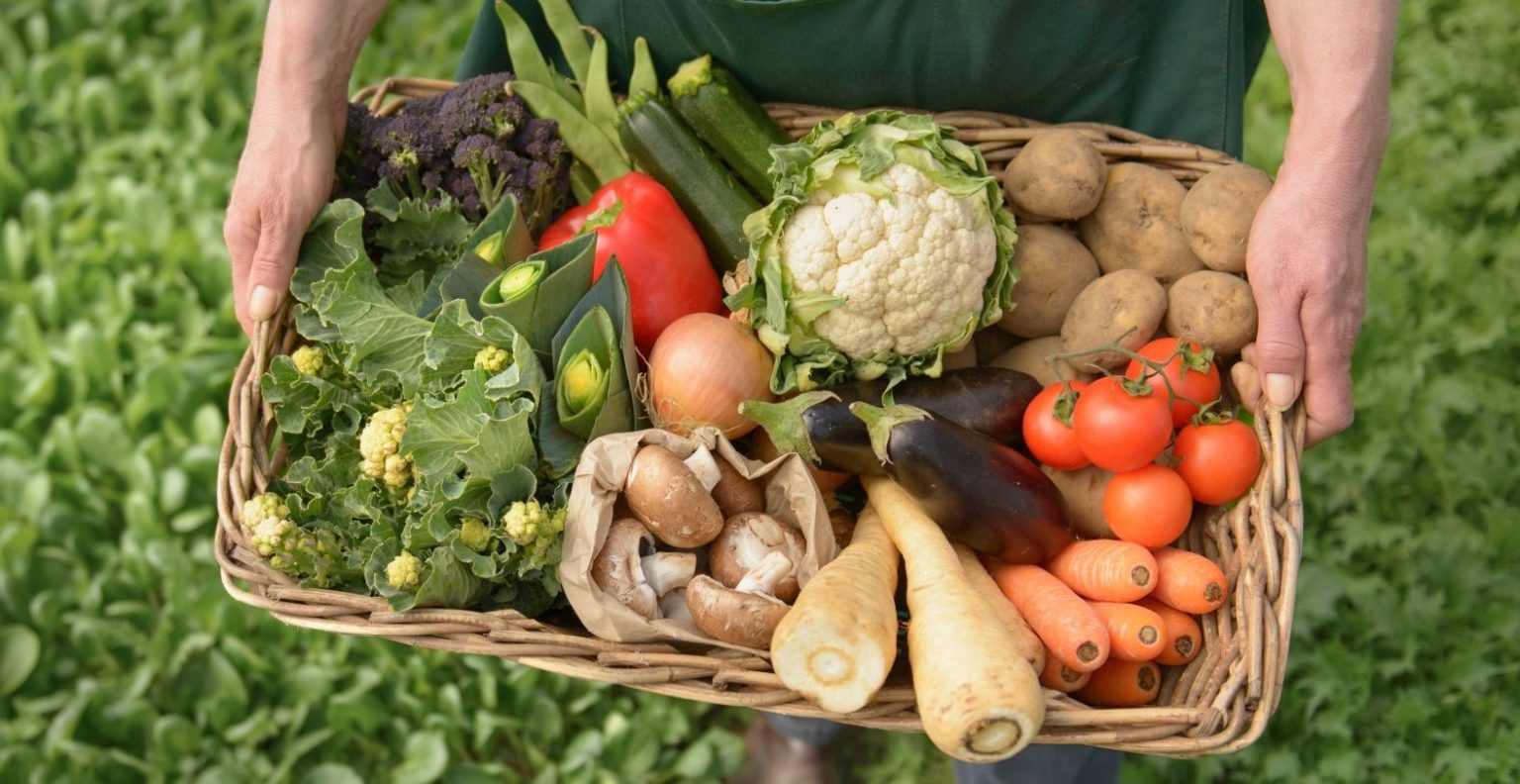 DO PROCESSING VEGETABLES & GREENS HOLD THEIR NUTRIENTS Miami Health Coach